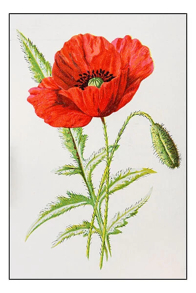 Antique color plant flower illustration: Scarlet poppy (Papaver rhoeas)