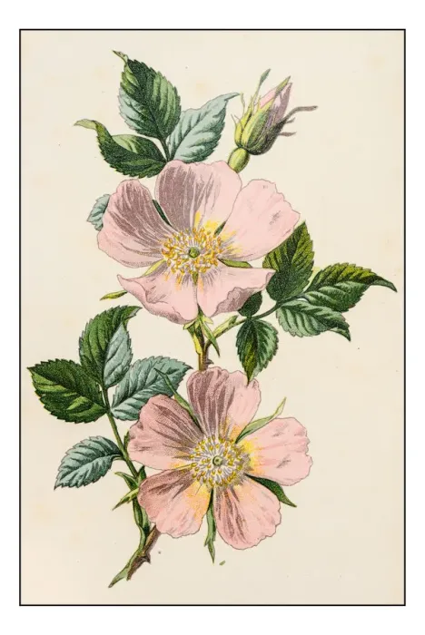 Framed Print : Antique color plant flower illustration: Rosa canina (dog rose) Framed Print : Antique color plant flower illustration: Rosa canina (dog rose)