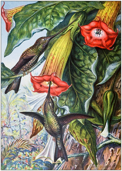 Antique colored illustrations: Hummingbird fertilising a Brugmansia