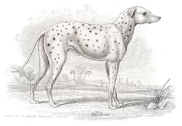 Antique Dalmatian dog engraving 1840