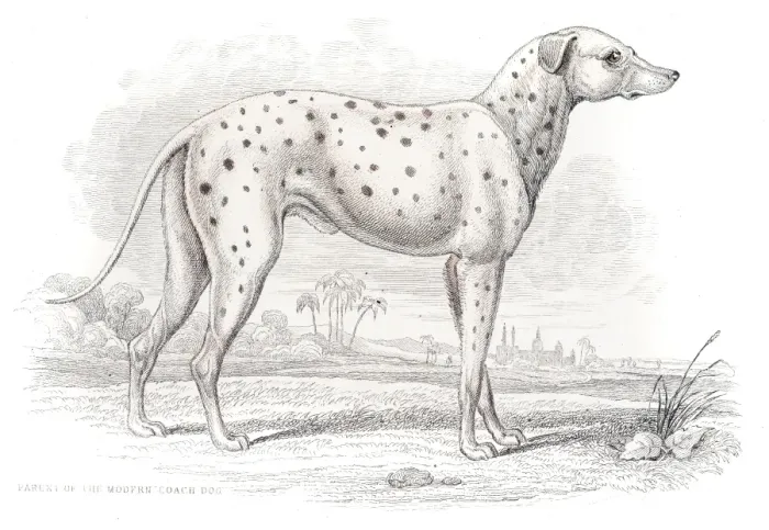 Framed Print : Antique Dalmatian dog engraving 1840 Framed Print : Antique Dalmatian dog engraving 1840