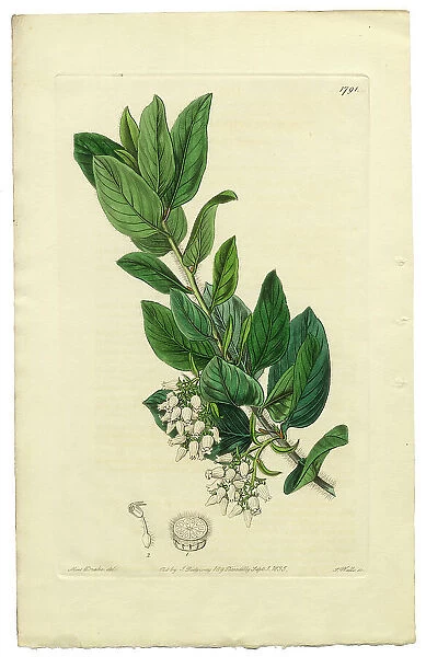 Antique Engraving, Arctostaphylos tomentosa Victorian Botanical Illustration, Downy Bearberry, Bearberry, 1835