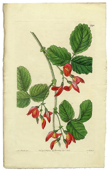 Antique Engraving, Diadelphia Decandria Victorian Botanical Illustration, Kennedya Marryattae, Kennedya, 1835