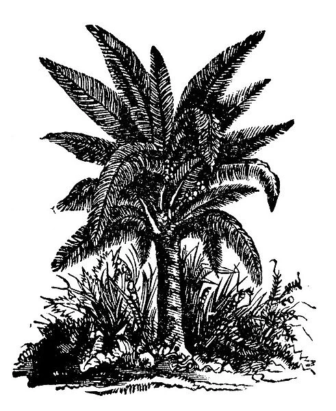 Antique household book engraving illustration, ingredients: Sago palm