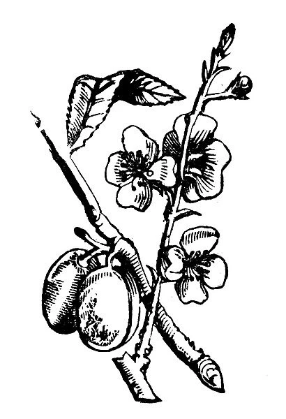 Antique household book engraving illustration, ingredients: Almond