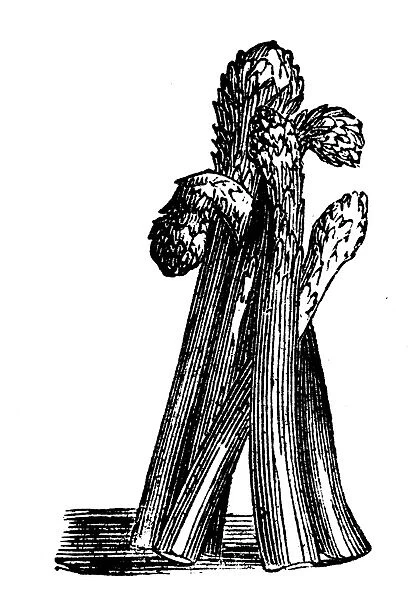 Antique household book engraving illustration, ingredients: Asparagus