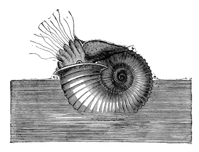 Framed Print : Antique illustration of Ammonite