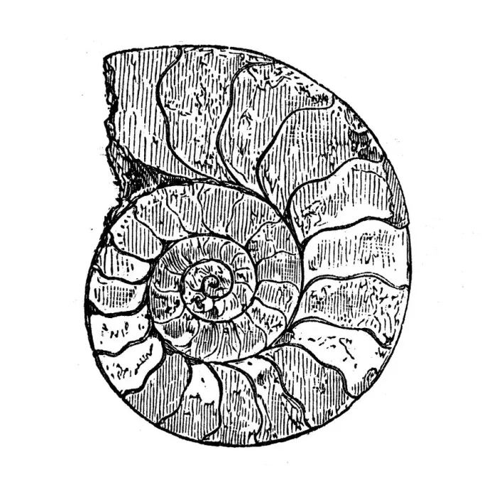 Framed Print : Antique illustration of Ammonite Framed Print : Antique illustration of Ammonite
