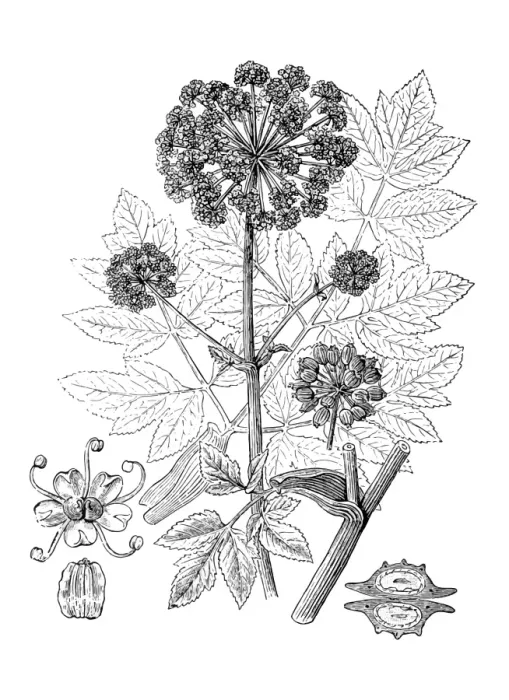 Framed Print : Antique illustration of Angelica archangelica (Garden Angelica, Holy Ghost)