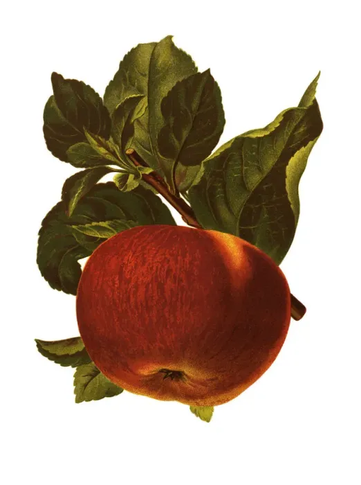 Framed Print : apple. Antique illustration of a apple, isolated on white background Framed Print : apple. Antique illustration of a apple, isolated on white background