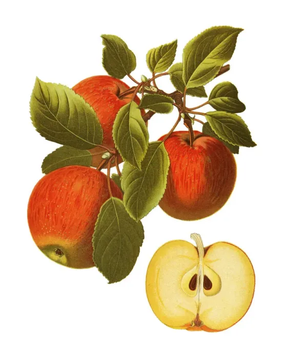 Framed Print : apple. Antique illustration of a apple, isolated on white background Framed Print : apple. Antique illustration of a apple, isolated on white background
