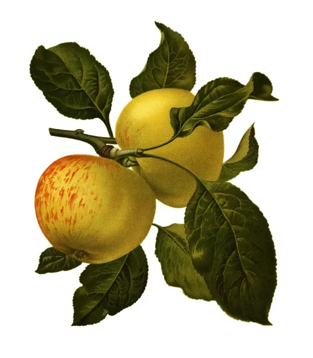 Framed Print : Apple. Antique illustration of a apple, isolated on white background Framed Print : Apple. Antique illustration of a apple, isolated on white background
