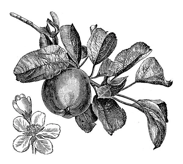 Antique illustration of apple tree