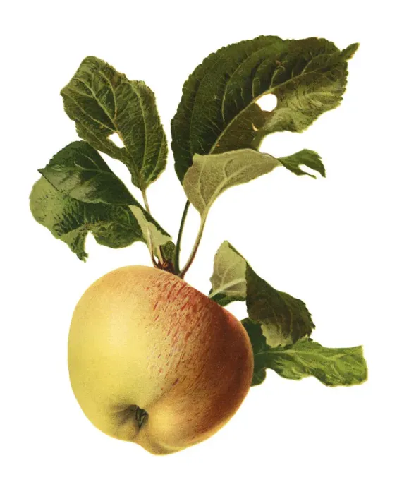 Framed Print : apple. Antique illustration of a apples, isolated on white background Framed Print : apple. Antique illustration of a apples, isolated on white background