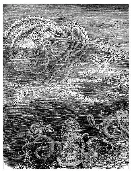 Antique illustration of argonaut and squids
