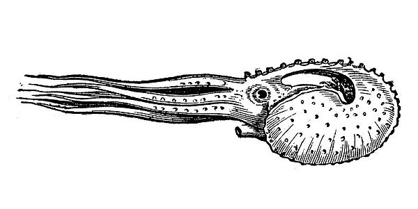 Antique illustration of Argonauta argo (greater argonaut)