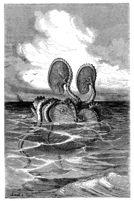Framed Print : Antique illustration of Argonauta argo (greater argonaut) Framed Print : Antique illustration of Argonauta argo (greater argonaut)