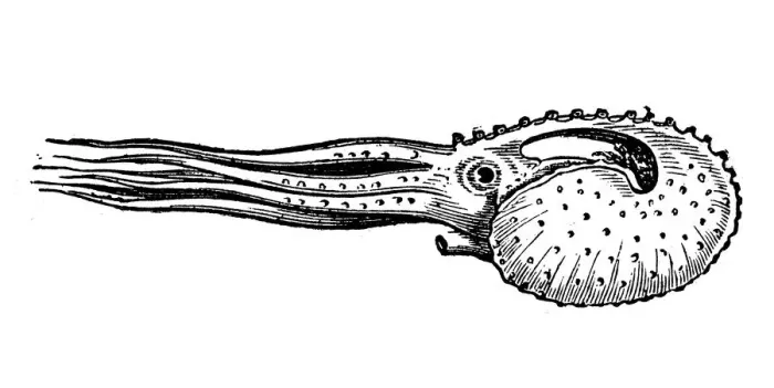Framed Print : Antique illustration of Argonauta argo (greater argonaut) Framed Print : Antique illustration of Argonauta argo (greater argonaut)