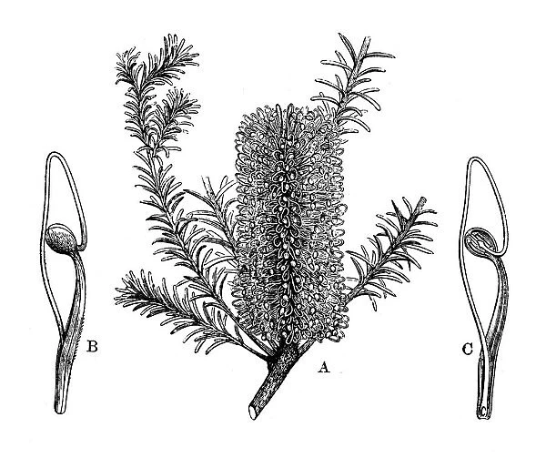 Antique illustration of Banksia