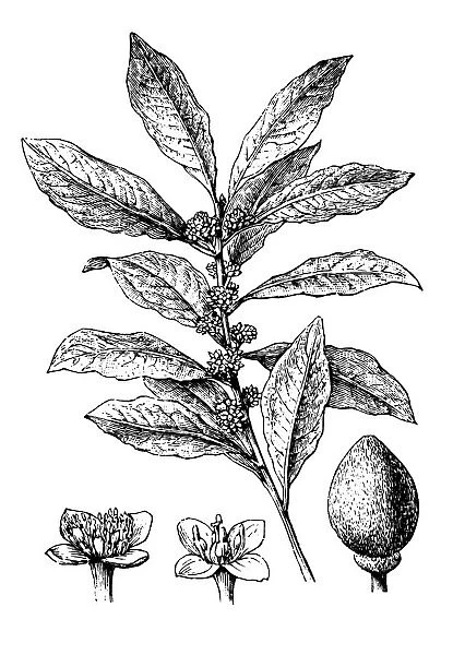 Antique illustration of bay laurel, sweet bay (Laurus Nobilis)