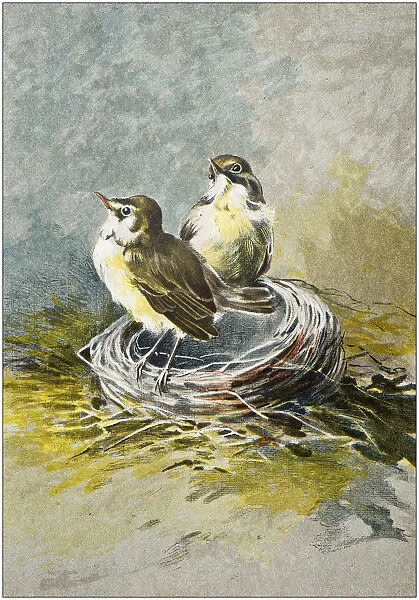 Antique illustration: Birds