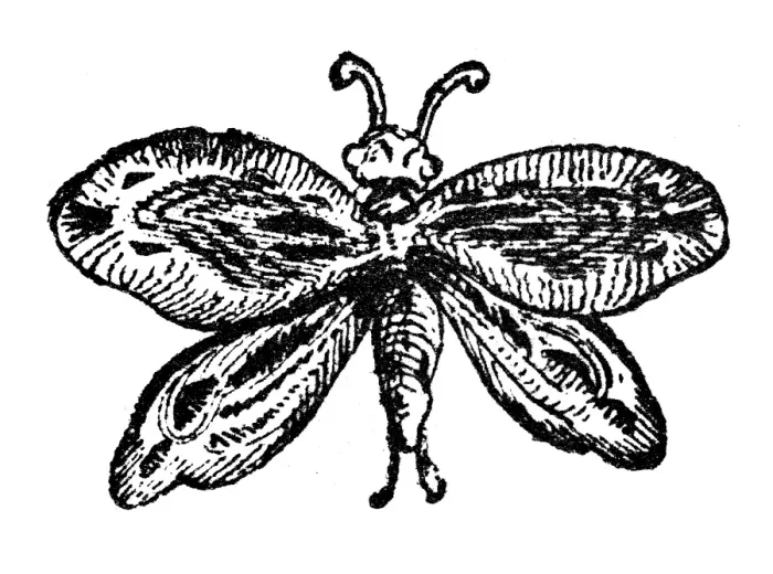Framed Print : Antique illustration of a butterfly Framed Print : Antique illustration of a butterfly