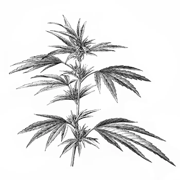 Framed Print : Antique illustration of Cannabis Framed Print : Antique illustration of Cannabis
