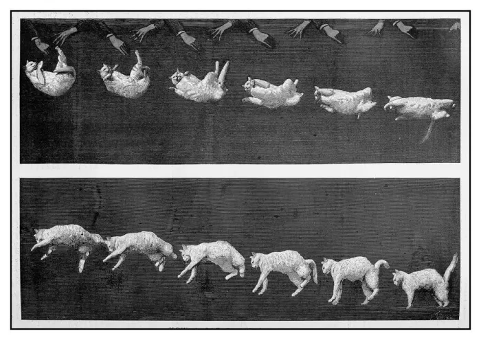 Framed Print : Antique illustration: Cat landing
