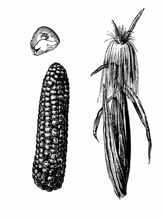 Framed Print : Corn. Antique illustration of corn with leafs on white background