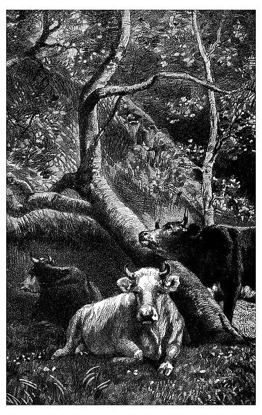 Antique illustration of three cows in the woods