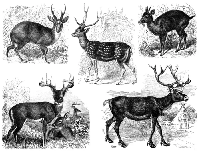 Framed Print : Deer. Antique illustration of a deer
