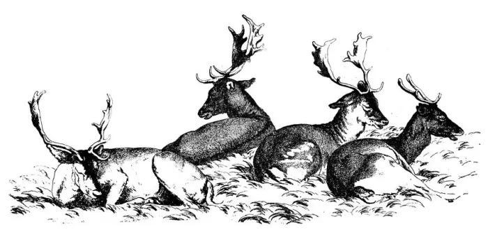 Framed Print : Antique illustration of four deer sitting on the grass Framed Print : Antique illustration of four deer sitting on the grass