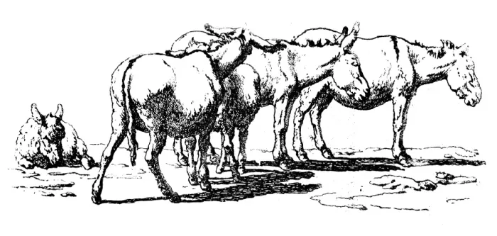 Framed Print : Antique illustration of donkeys resting Framed Print : Antique illustration of donkeys resting