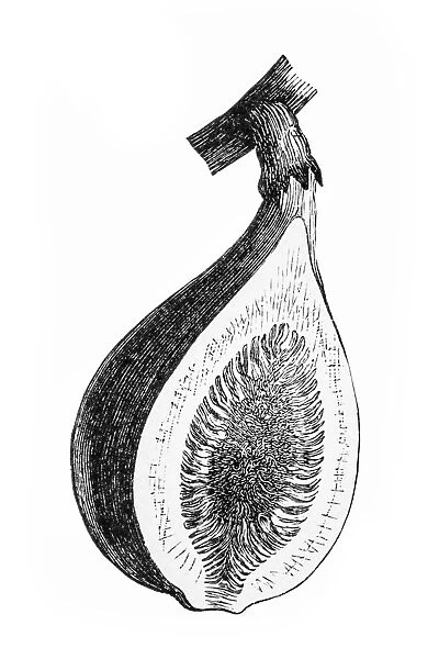 Antique illustration of fig section