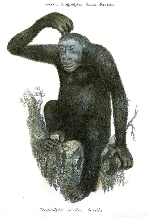 Framed Print : Antique illustration gorilla 1803 Framed Print : Antique illustration gorilla 1803