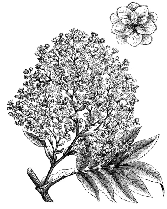 Framed Print : Antique illustration of Hagenia abyssinica Framed Print : Antique illustration of Hagenia abyssinica