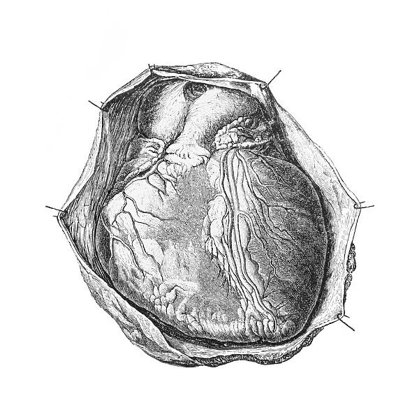heart. Antique illustration of heart