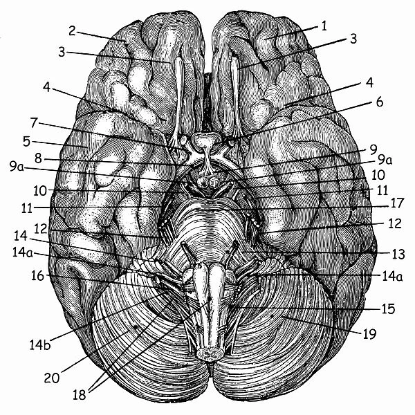 Brain. Antique illustration of a human brain