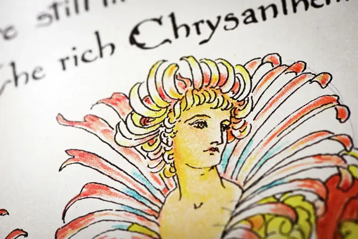 Framed Print : Antique illustration of humanized flowers and plants: Chrysanthemums Framed Print : Antique illustration of humanized flowers and plants: Chrysanthemums
