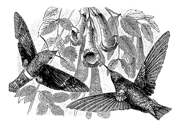 Antique illustration of Hummingbird and Hummingbird hawk-moth