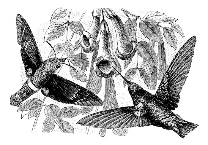 Framed Print : Antique illustration of Hummingbird and Hummingbird hawk-moth
