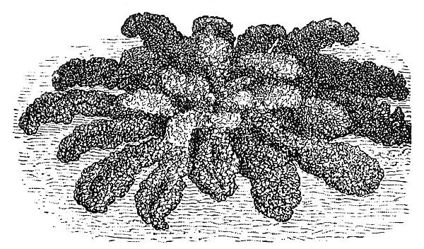 Kale. Antique illustration of a kale
