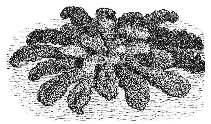 Framed Print : Kale. Antique illustration of a kale