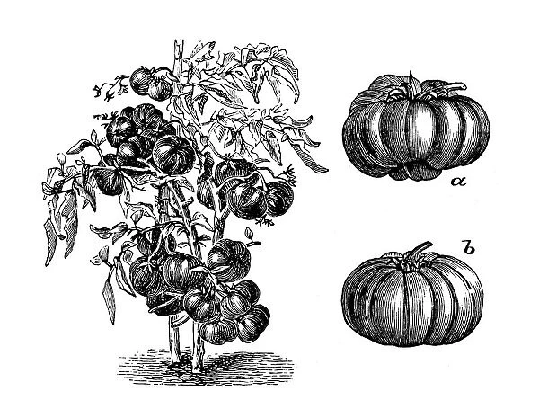 Antique illustration of large early red tomato