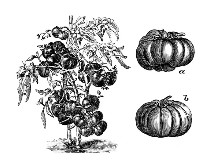 Framed Print : Antique illustration of large early red tomato Framed Print : Antique illustration of large early red tomato