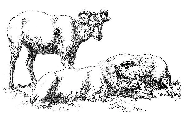 Antique illustration of three male sheep