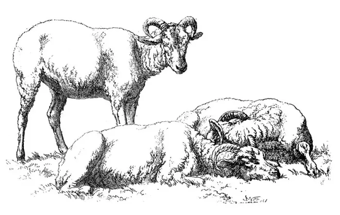 Framed Print : Antique illustration of three male sheep Framed Print : Antique illustration of three male sheep