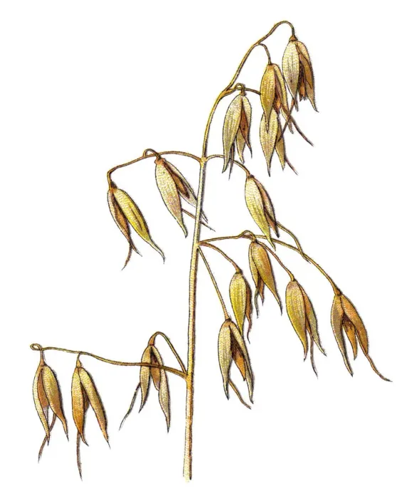 Framed Print : oats. Antique illustration of a Medicinal and Herbal Plants Framed Print : oats. Antique illustration of a Medicinal and Herbal Plants