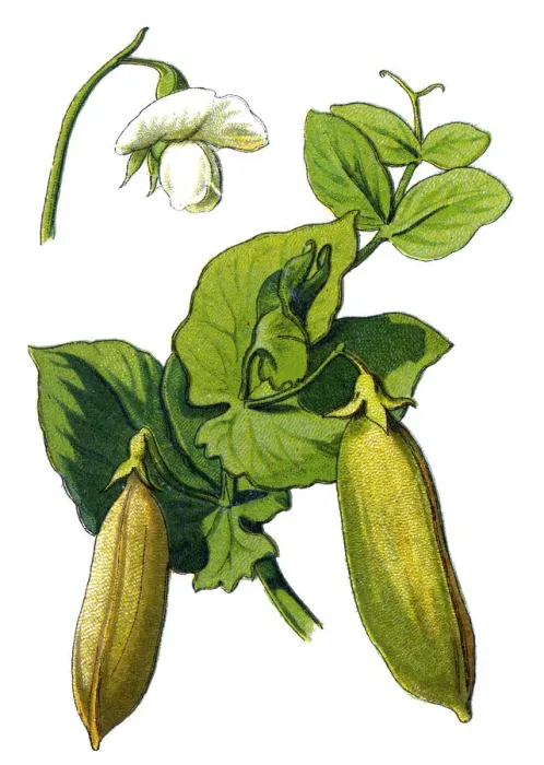 Framed Print : peas. Antique illustration of a Medicinal and Herbal Plants Framed Print : peas. Antique illustration of a Medicinal and Herbal Plants