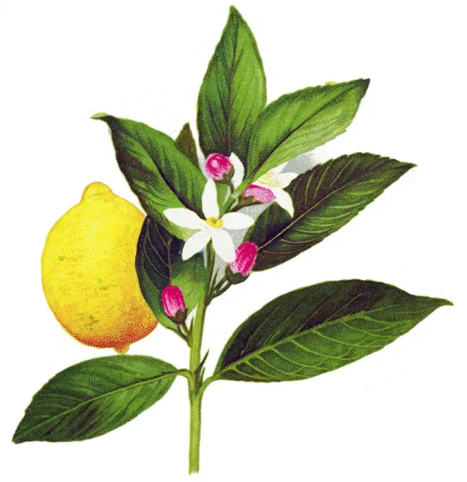 Framed Print : lemon. Antique illustration of a Medicinal and Herbal Plants Framed Print : lemon. Antique illustration of a Medicinal and Herbal Plants